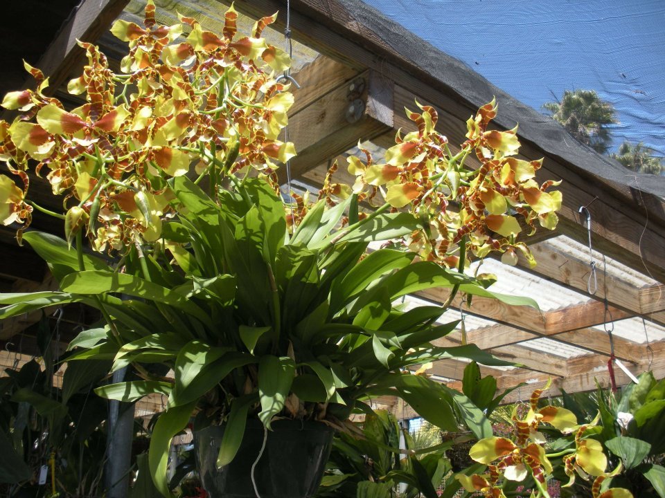 Henry Duterte's album, Santa Barbara Summer Orchid Fair 2012