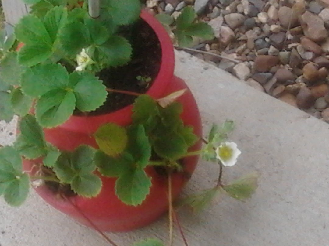 Howard Jansen's album, Mobile Uploads