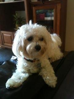 Abby Mann's album, Mobile Uploads