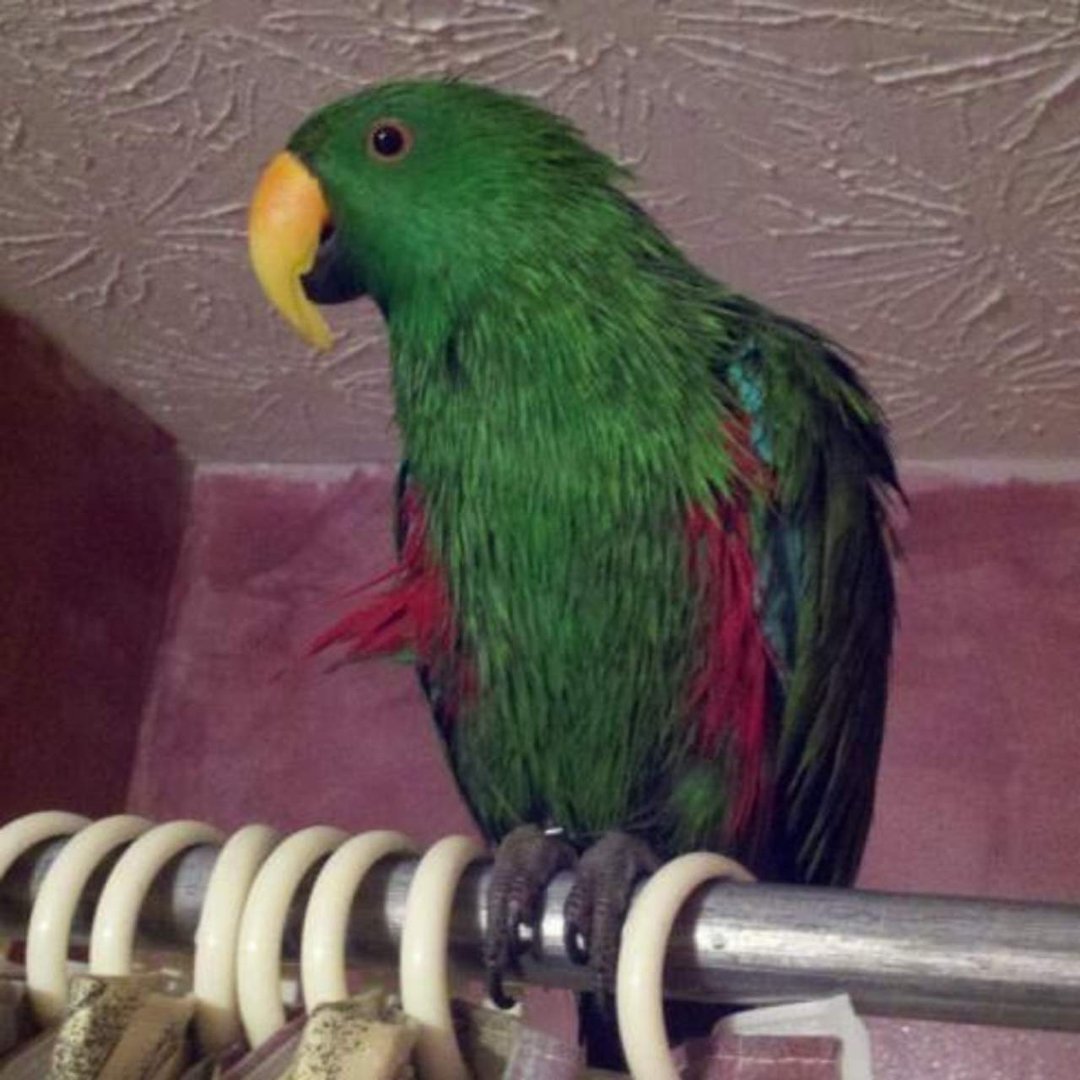 Lenny Dvorak's album, Profile Pictures