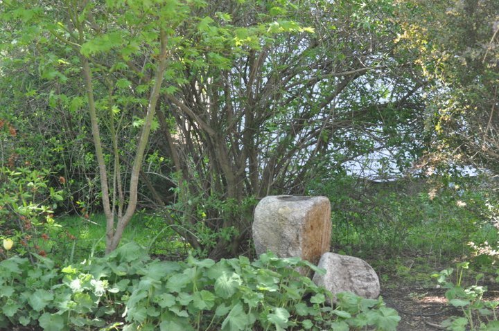 John Mahtab's album, Garden June, 2011