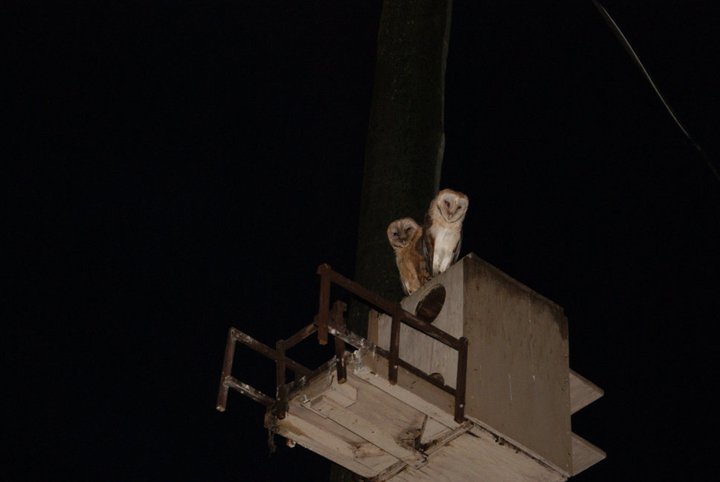 Nikki Elliott-White's album, 2011 Yori Ranches Owlets