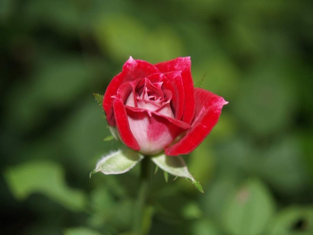 Tex Hayes' album, Roses and such