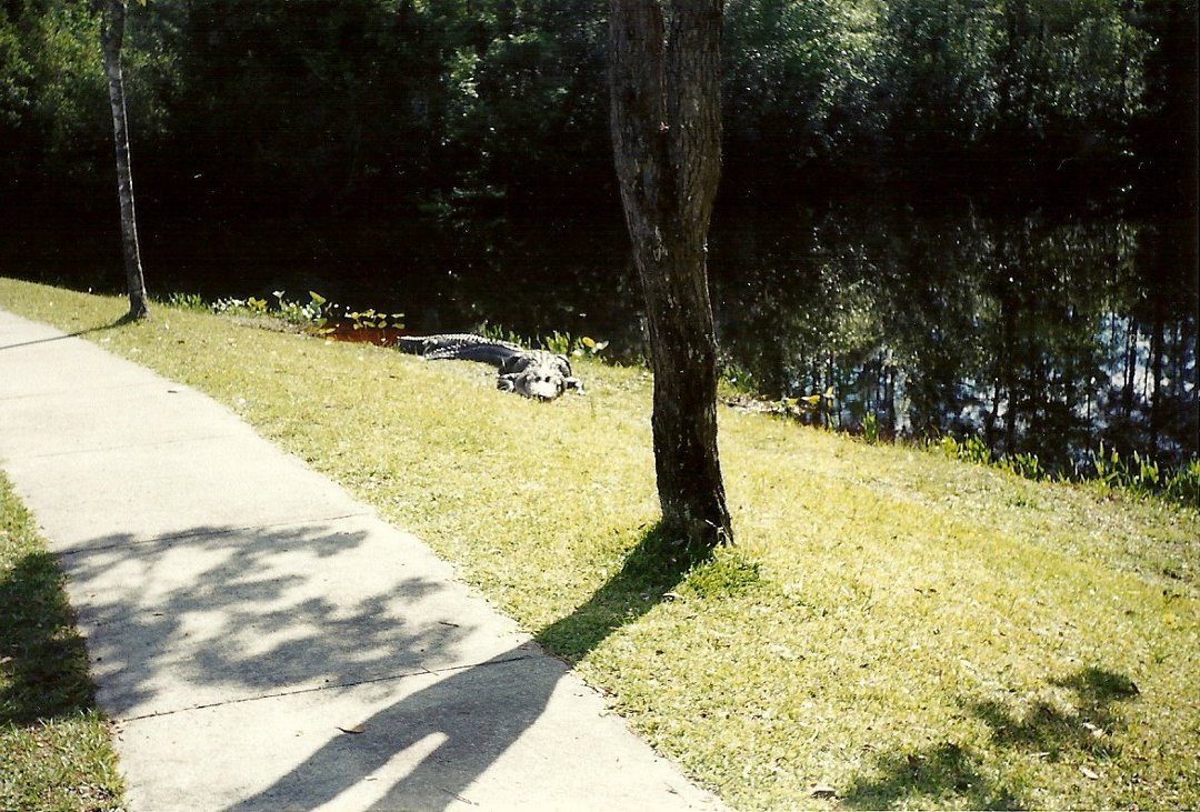 Karla Denney's album, Okefenokee Swamp 2000