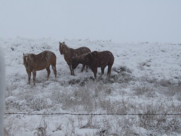 Ryan Chaney's album, Snow