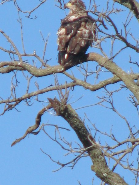 Joan Rainwater's album, The Bald Eagles of NW Arkansas