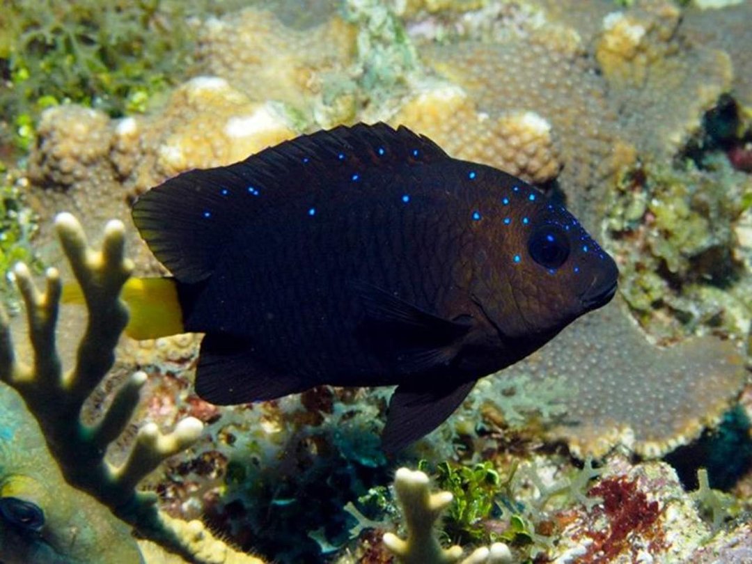 John Kotovsky's album, More Little Cayman 10-12