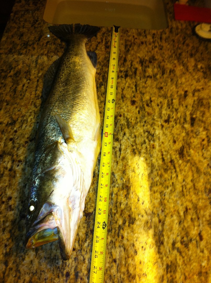 Ray Brackin's album, Fishing 2011