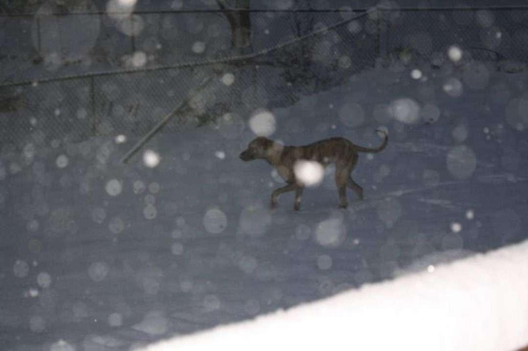 Brandy Krediet's album, The Snow of 2009