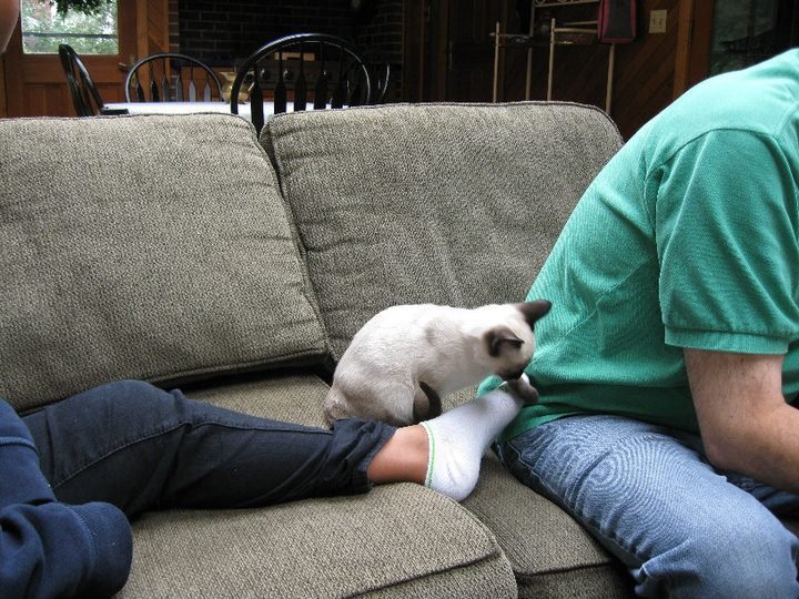 Michael Harvey's album, New Kitten