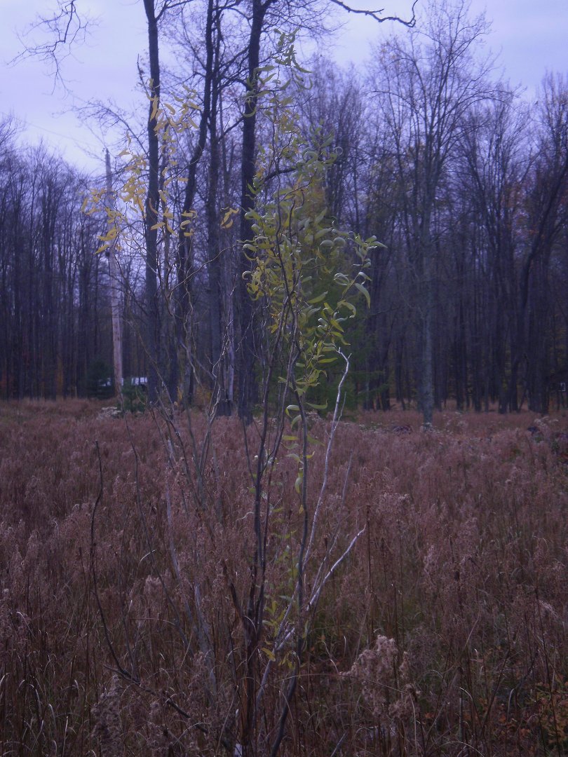 Laura Vickers' album, Potter Fall 2010