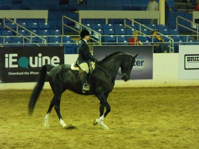 Janice Andersen's album, Arabian Horse Show 2013