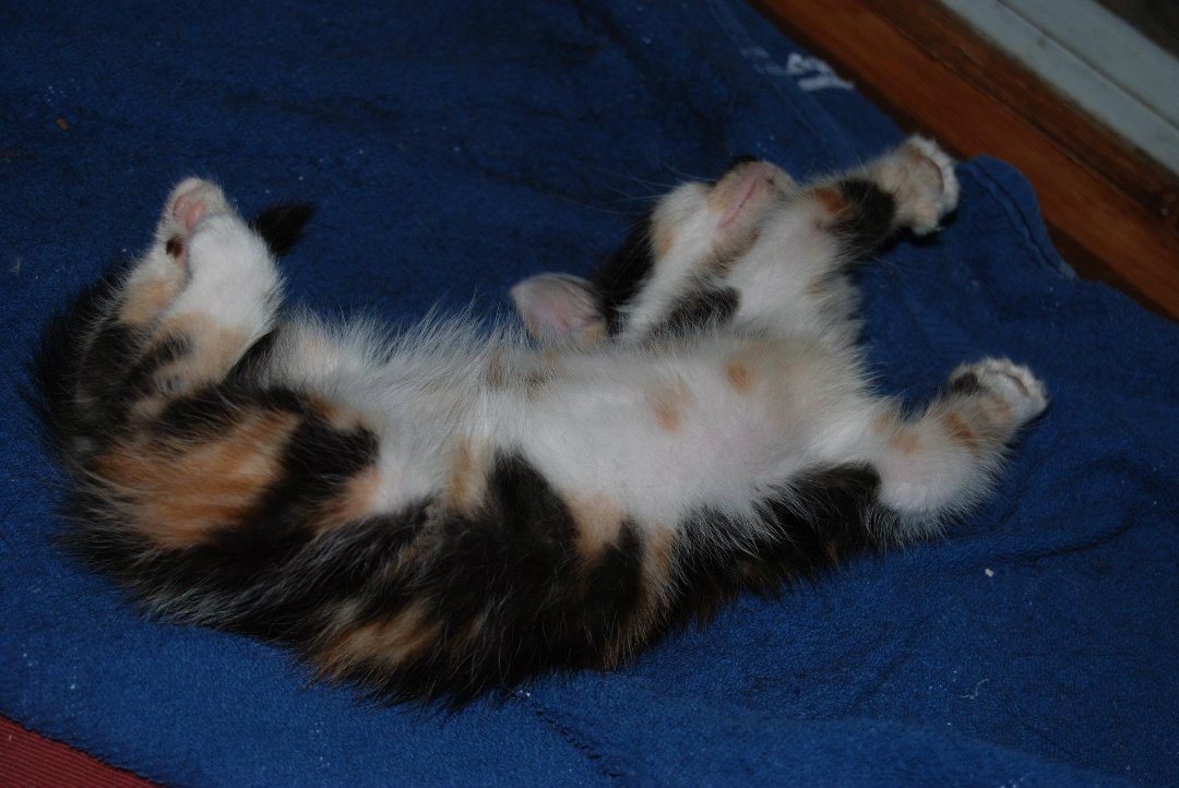 Cathy Chitwood's album, Mitzi Update
