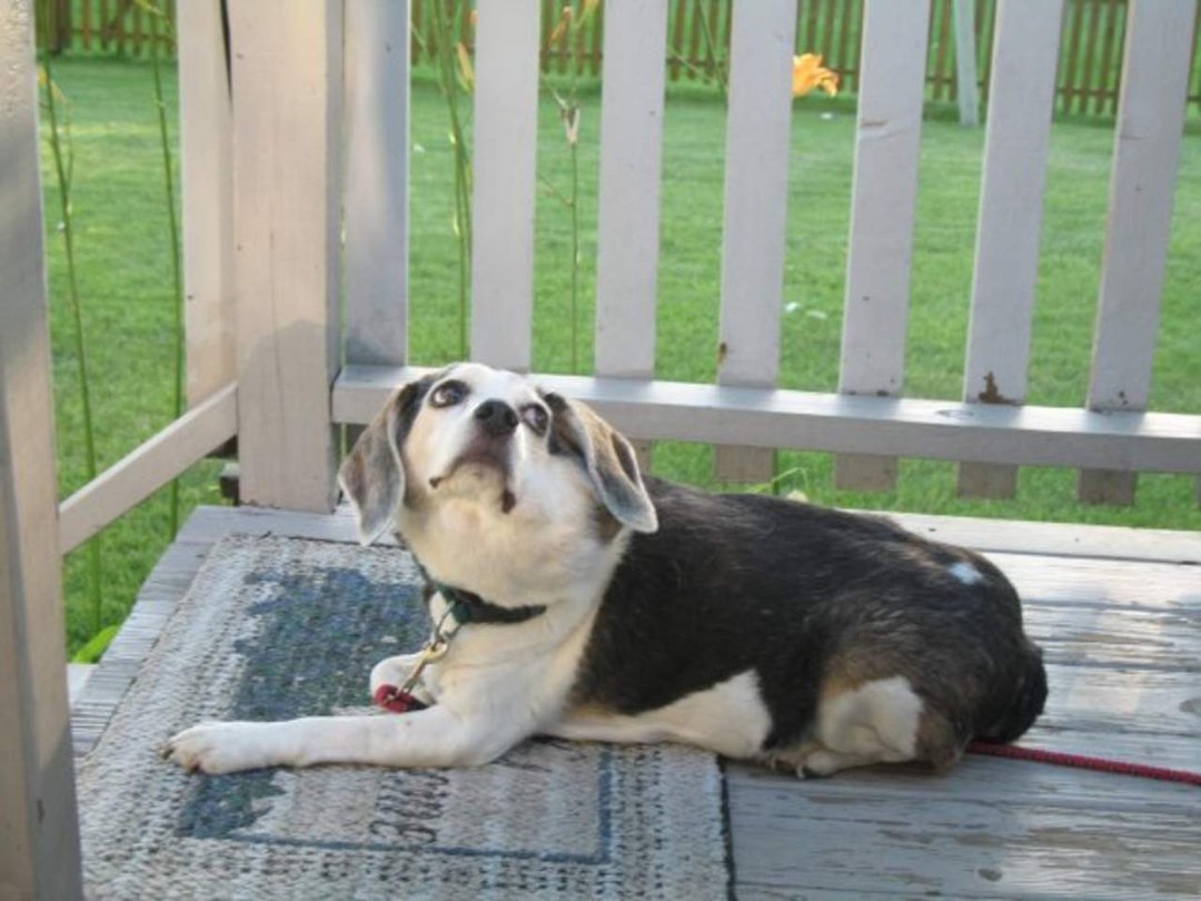Nancy Parkis' album, My Dogs!