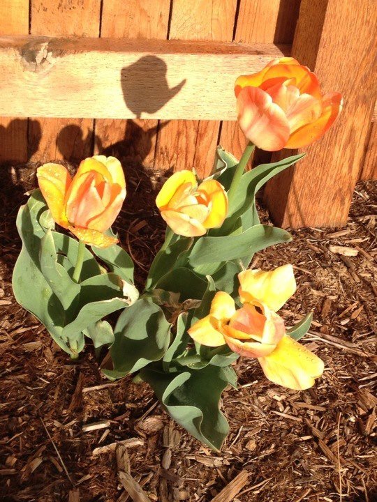 Angela Mallory's album, iOS Photos