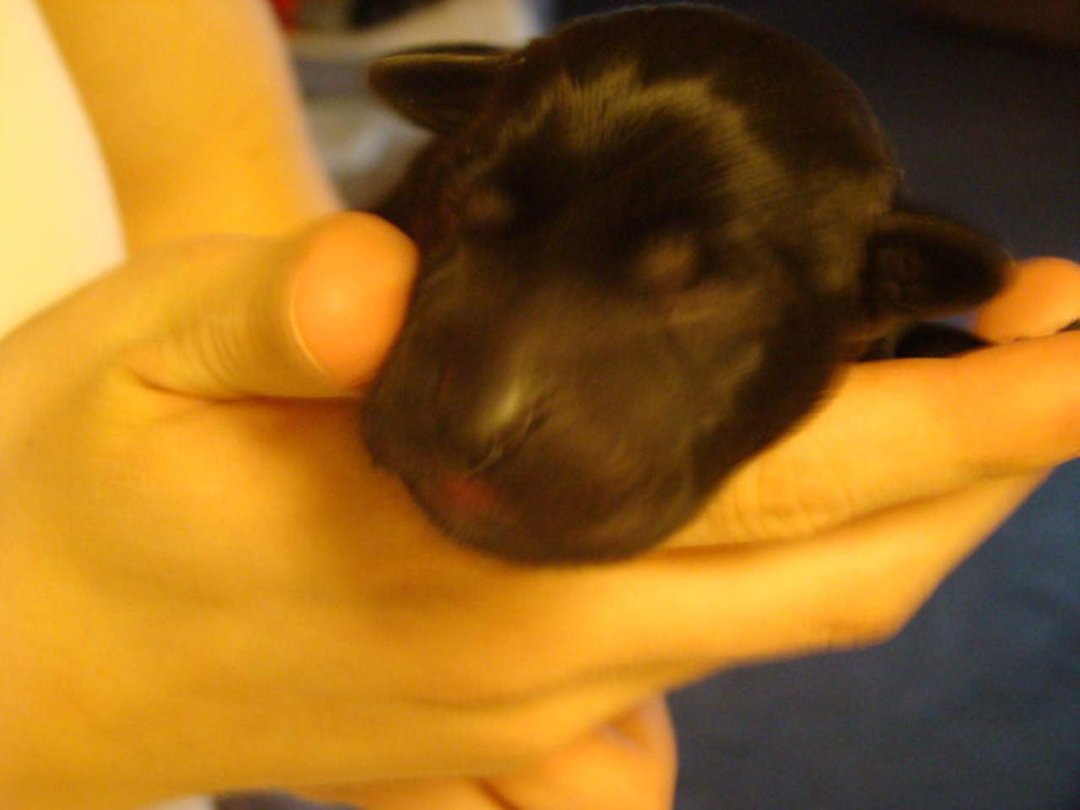 Tracie Landis' album, Zoey and her puppies
