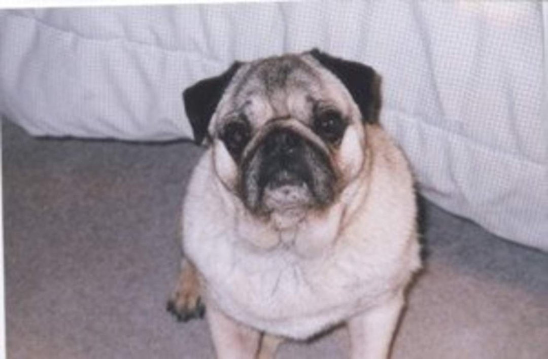 Robert Dunas' album, JIMMY the Pug - In Loving Memory