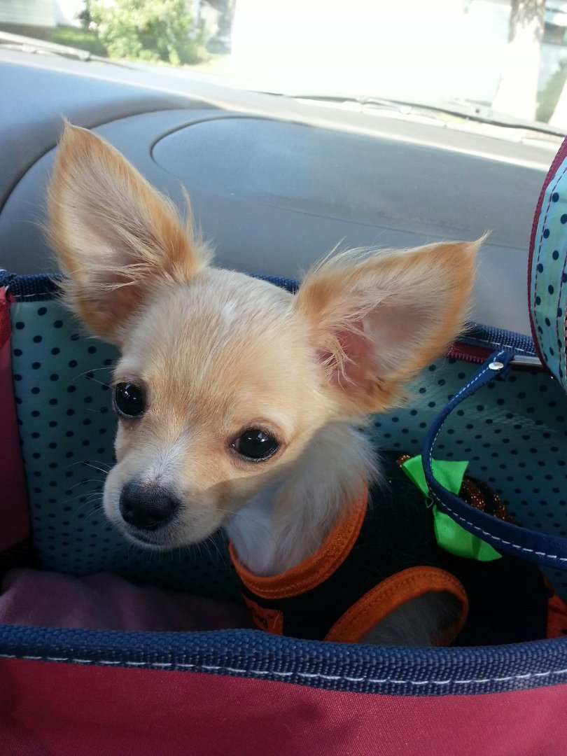 Cheryl Derosa's album, Mobile Uploads