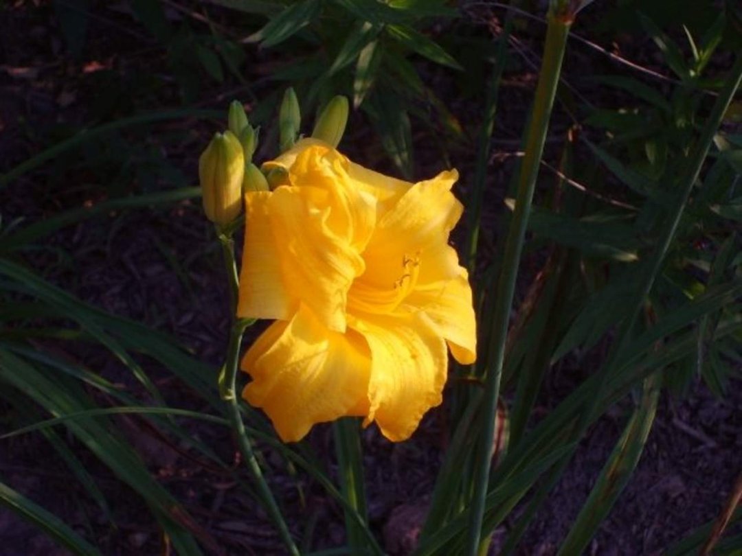 Aisha Bonner's album, My shots of Nature!