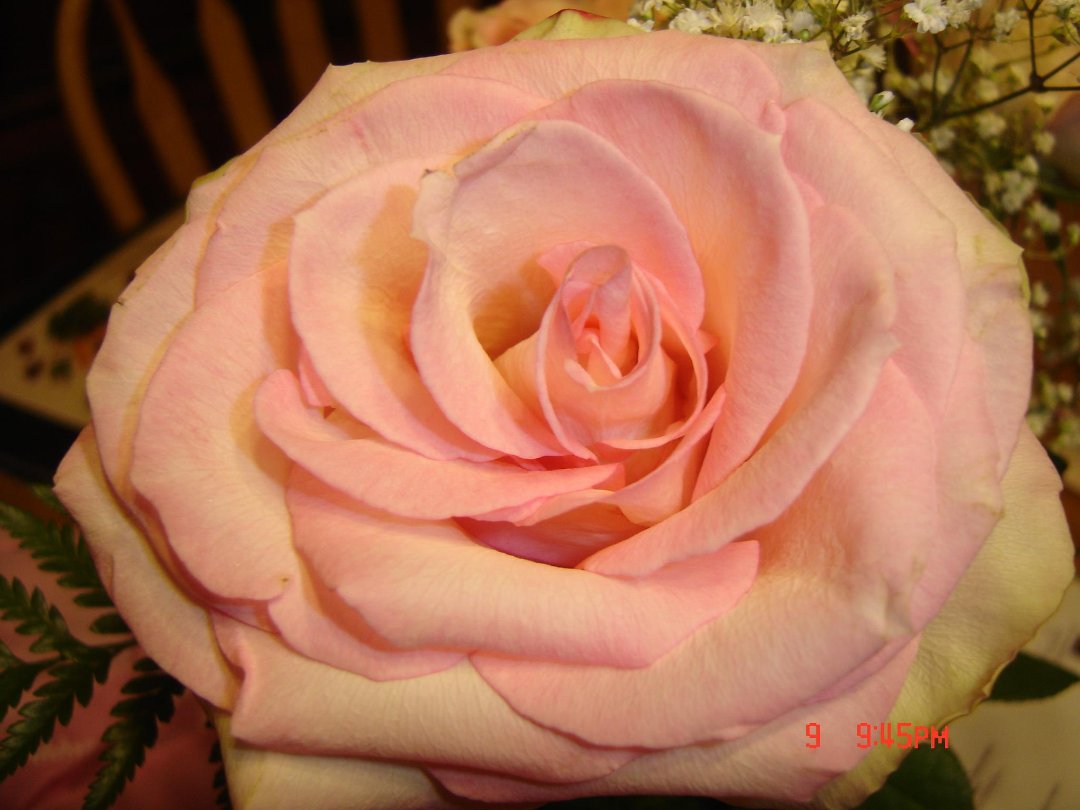 Stephanie Cavin's album, Cover Photos