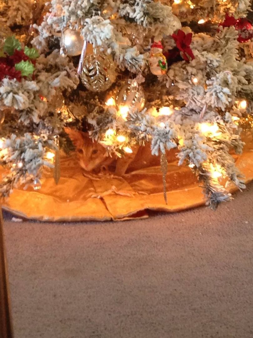 Kathie Derring's album, iOS Photos