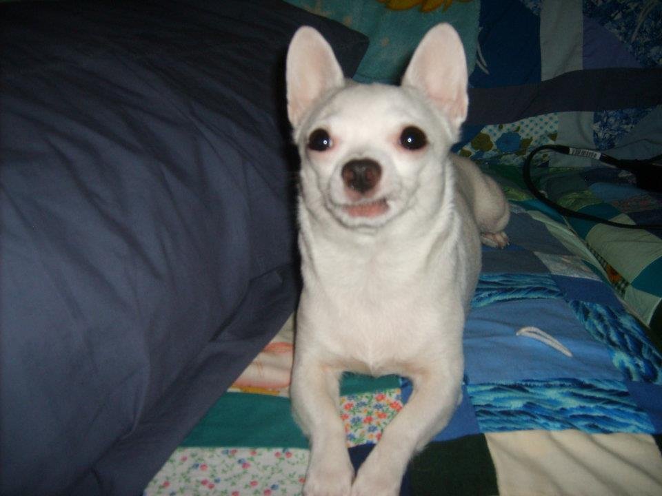 Ruby Pickens' album, Dog Pictures