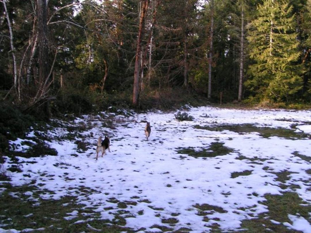 Sharon Worthington's album, Winter of 2012