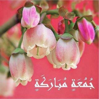 Rawan Halawi's album, Timeline Photos
