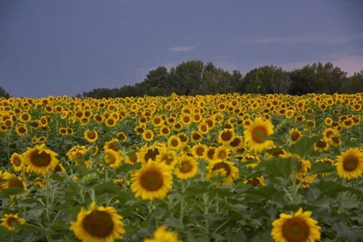 Thomas Fitzpatrick's album, Cover Photos