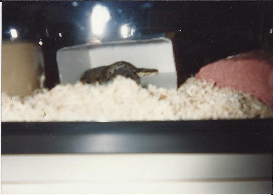 Edwin Rock's album, My Pets from college