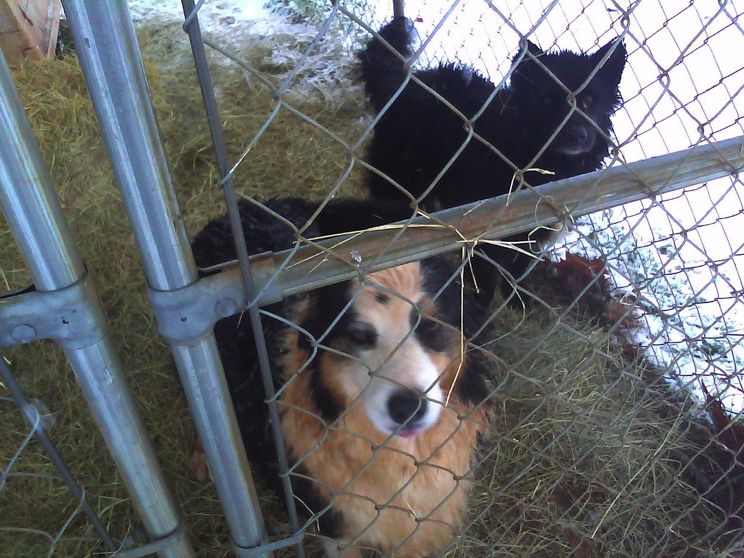 Tammy Anderson's album, Mobile Uploads