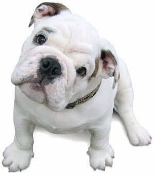 David Steath's album, Send Bulldog Puppies Photos
