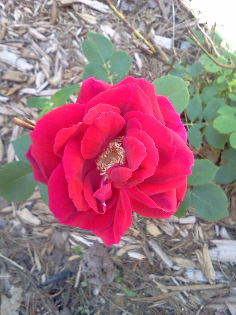 Heather Browning's album, LG Phone Photos