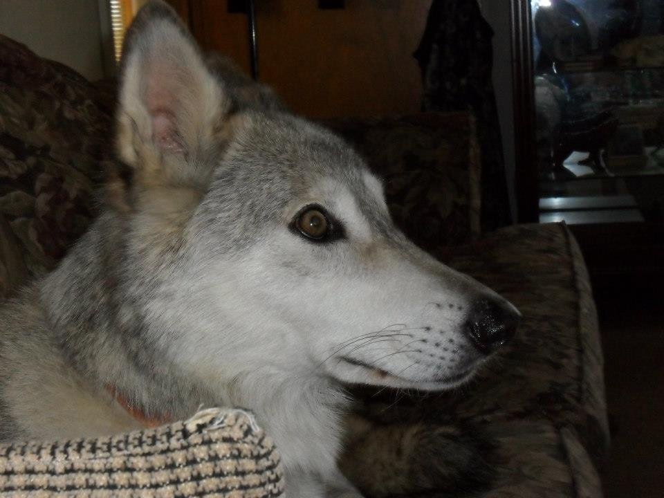 Windy Dix's album, Pets