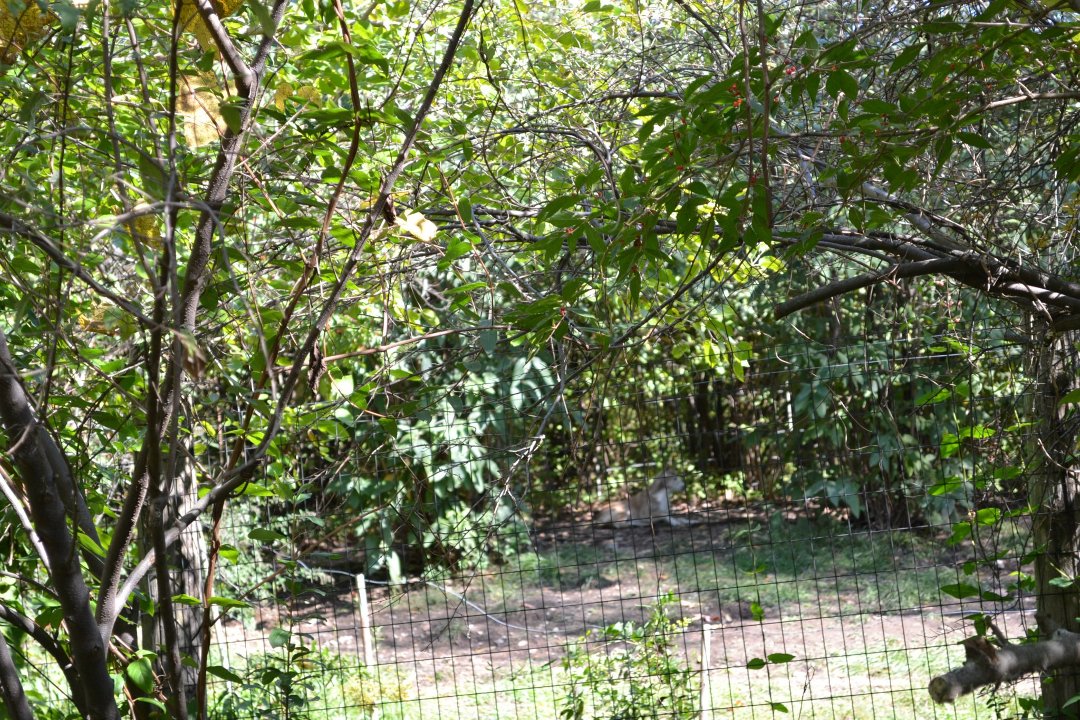 Chris Ames' album, Boys day at Zoo 2012