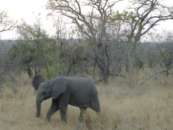 Brenda Purcell's album, Sabie Sand Game Park