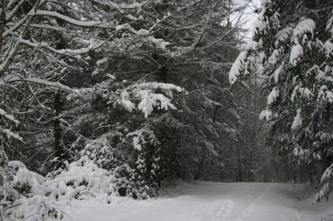 Jeffrey Eustis' album, snow!!