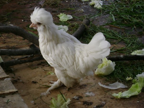 Jeff Varney's album, Chickens 11/2009