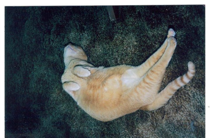 Robert Miller's album, My Photos