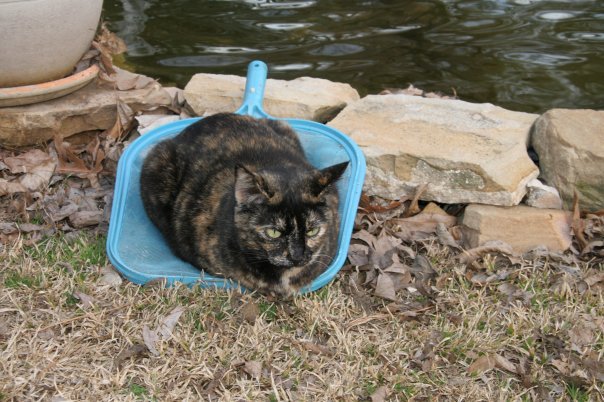 Susan Dickerson's album, susan's photos