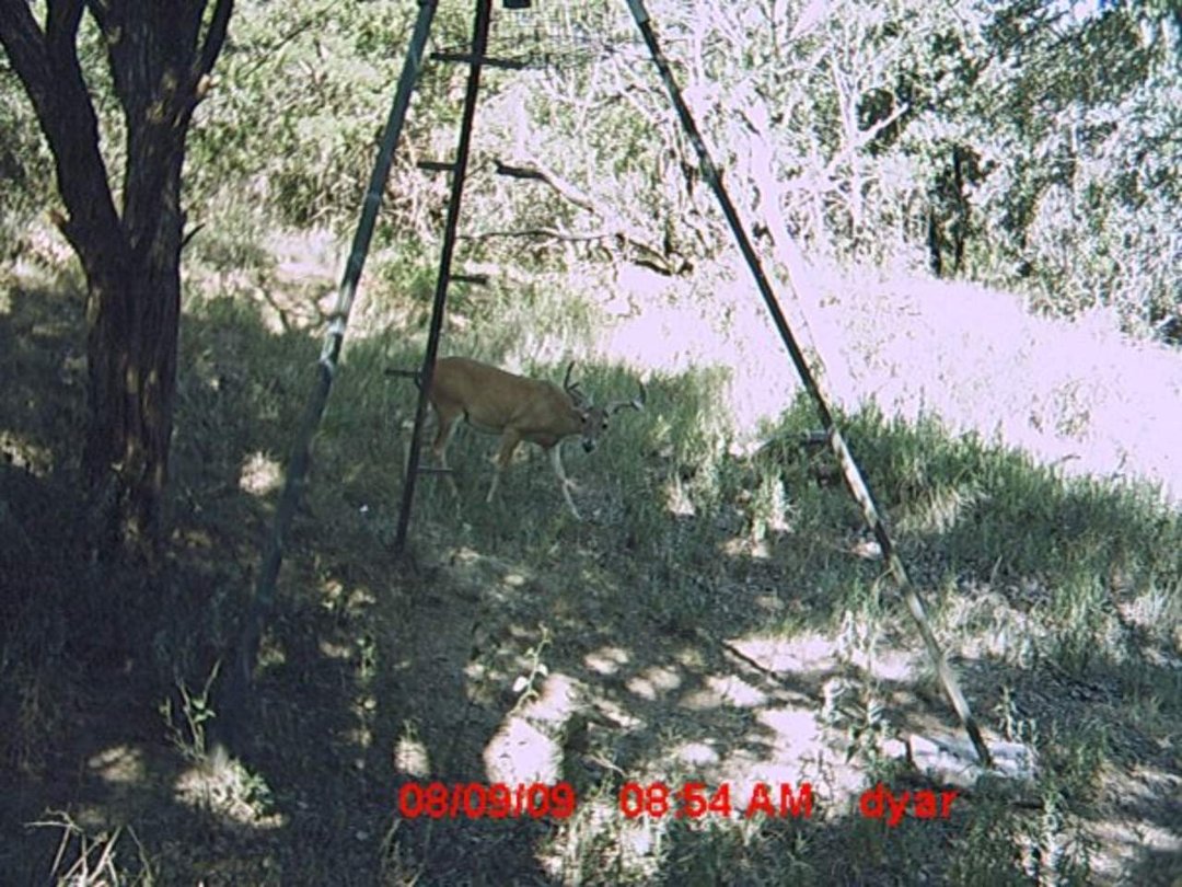 Randy Dyar's album, Hunting