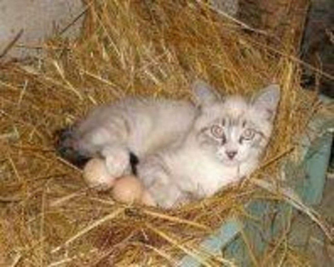 Sandy Clark's album, Mobile Uploads
