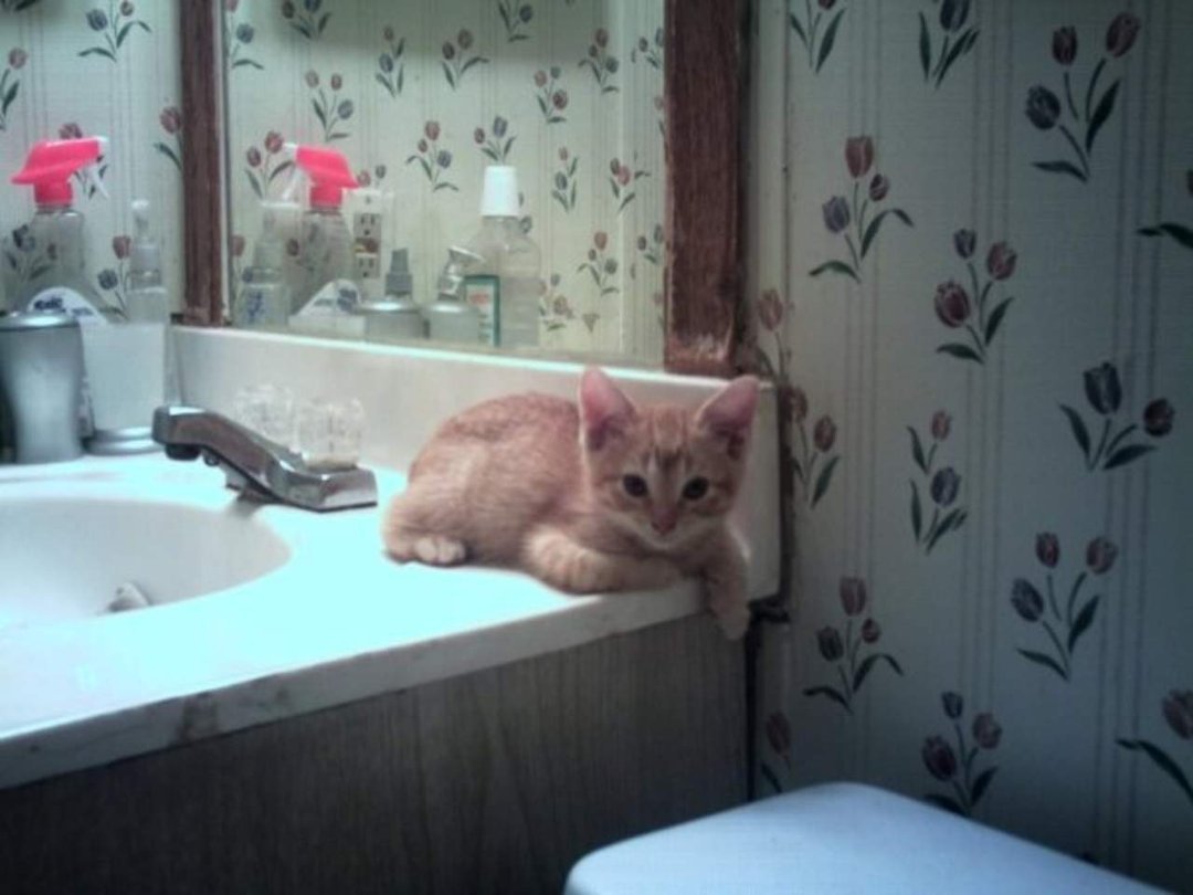 Peter Faber's album, 5 new kittens