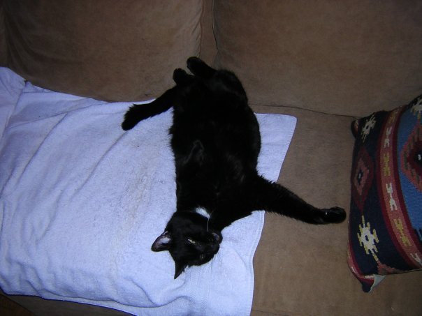 Michael Segle's album, New Year Cats