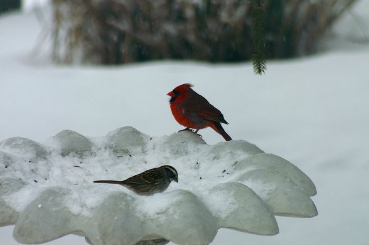 Henry Rokosz's album, January 8, 2011 Looking Out the Den Window