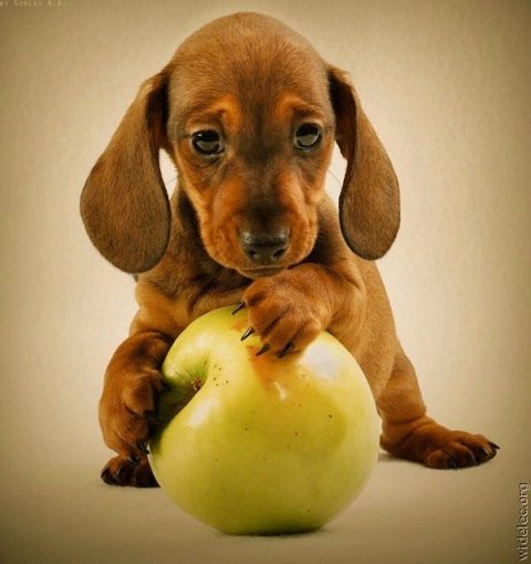 Michael Clarke's album, cutest puppies ever