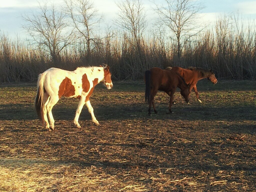Deb Stover's album, Mobile Uploads