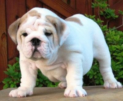 David Steath's album, Send Bulldog Puppies Photos