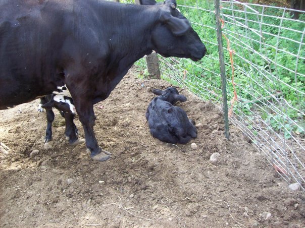 Alice Hamm's album, the REAL farm