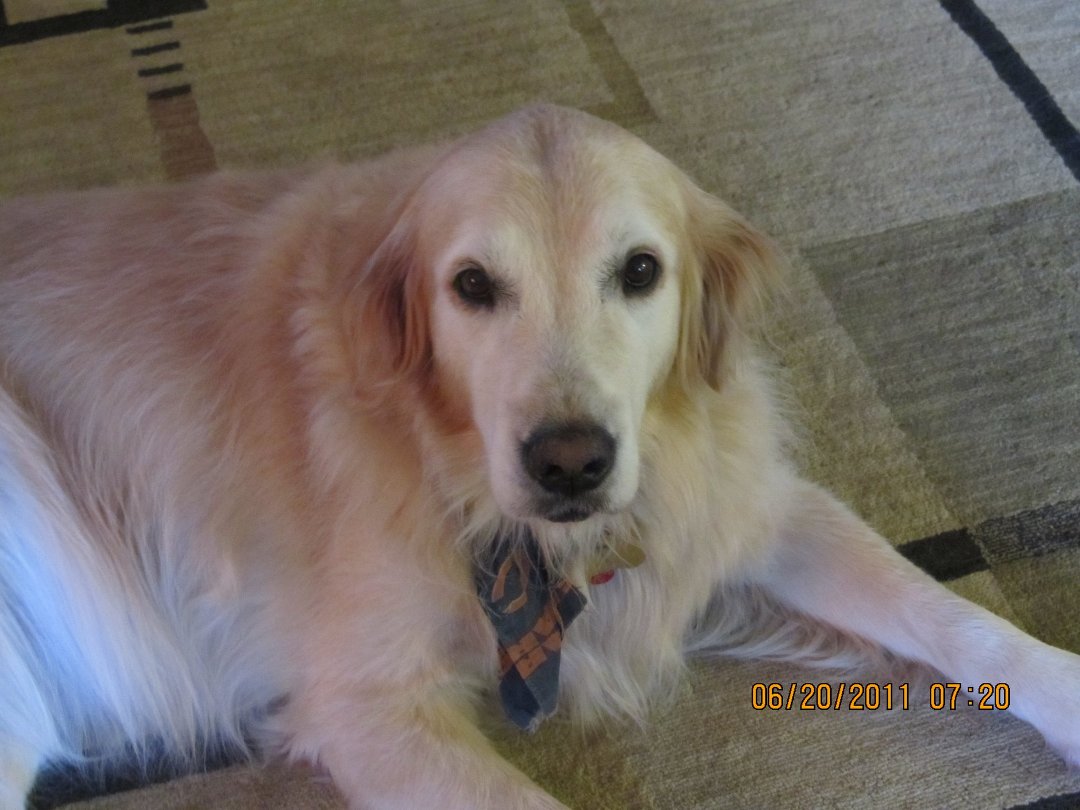 Cindy Weintraub's album, Sally, Chanel, Flame and Blake